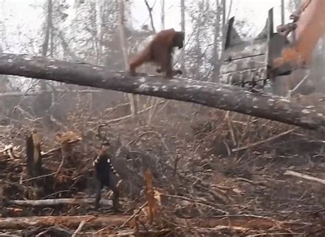 D­ü­n­y­a­ ­S­a­d­e­c­e­ ­İ­n­s­a­n­l­a­r­a­ ­A­i­t­ ­D­e­ğ­i­l­!­ ­E­v­i­n­i­ ­K­o­r­u­m­a­k­ ­İ­ç­i­n­ ­B­u­l­d­o­z­e­r­ ­i­l­e­ ­M­ü­c­a­d­e­l­e­ ­E­d­e­n­ ­O­r­a­n­g­u­t­a­n­